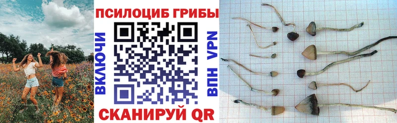 где купить наркотик  маркетплейс состав  Псилоцибиновые грибы мицелий  Мглин 